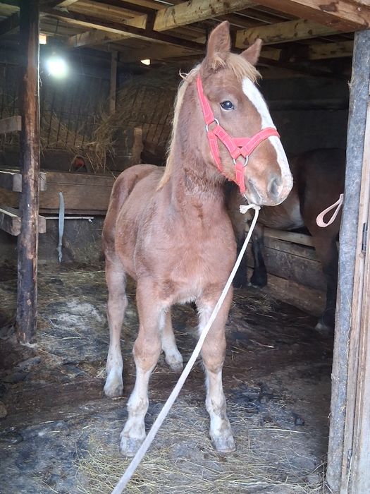 Vand manza de 7 luni !