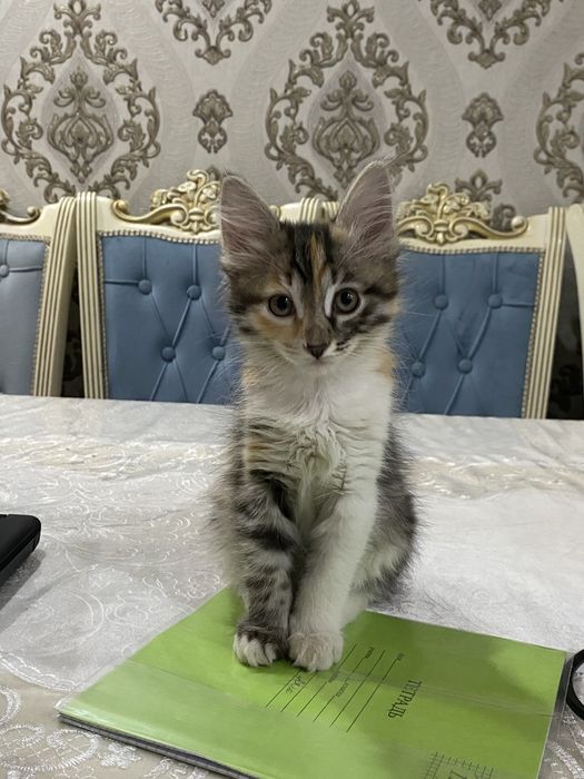 Ищет семью ласковая кошечка)