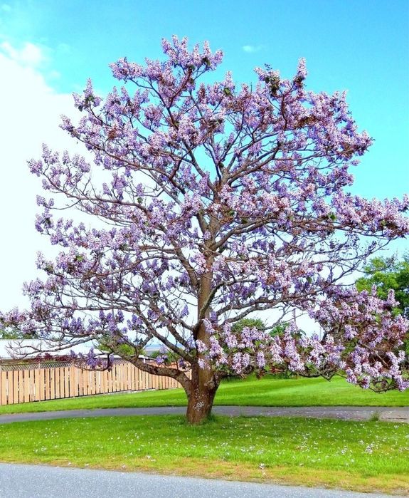 Pomi Paulownia Contevisa 2