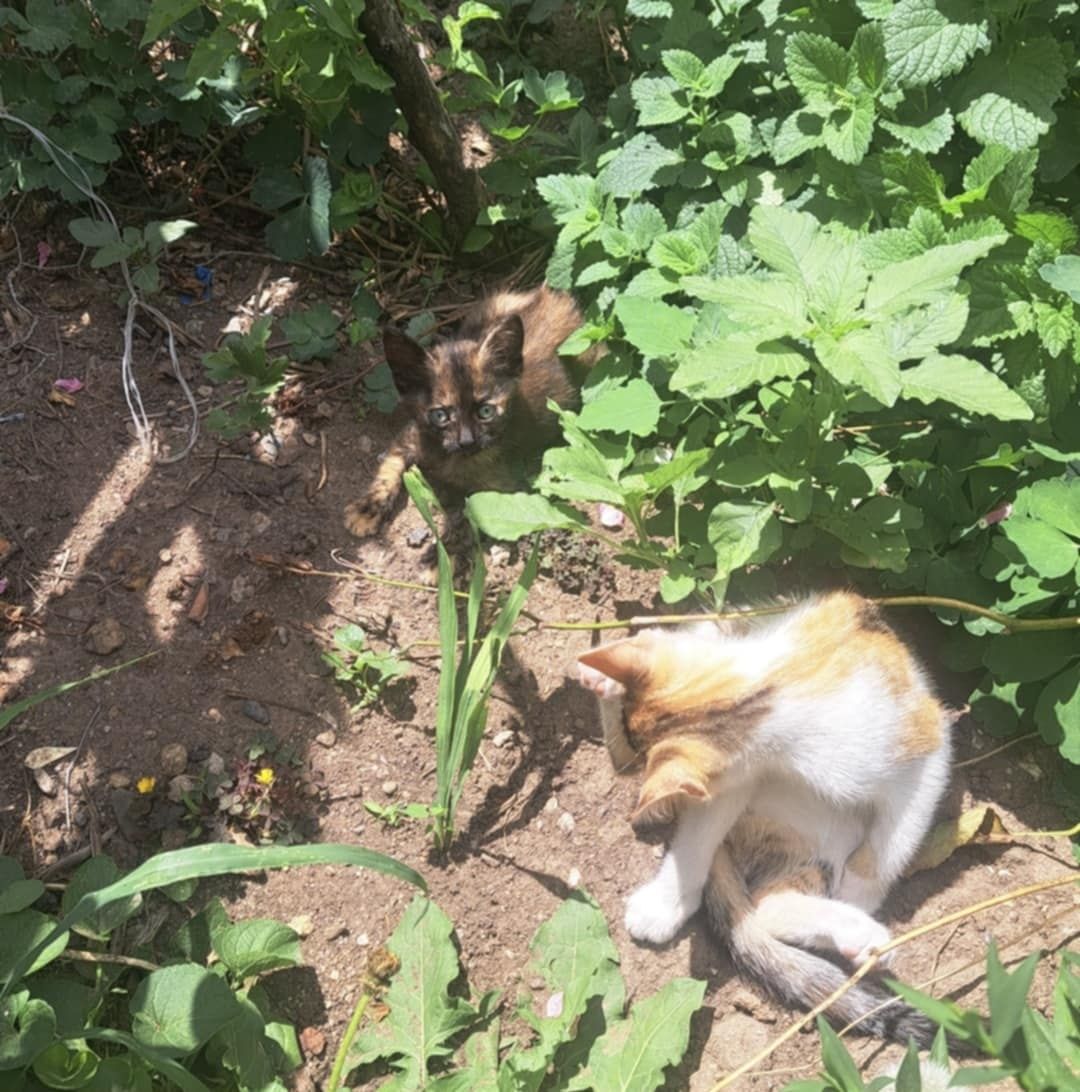 Подарявам котенца