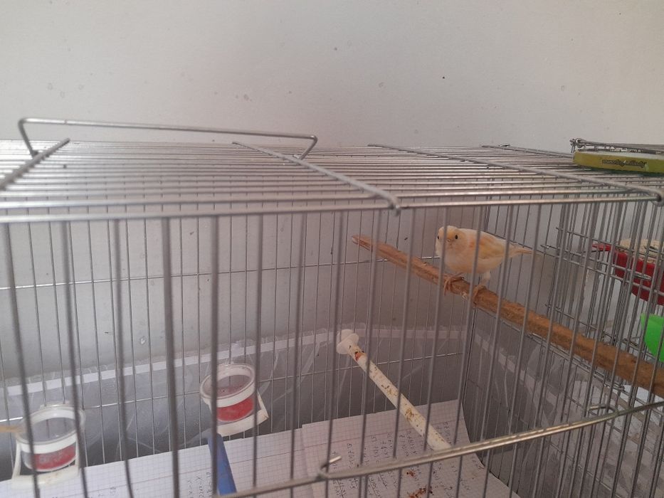 Продам канарейк молодые самсы