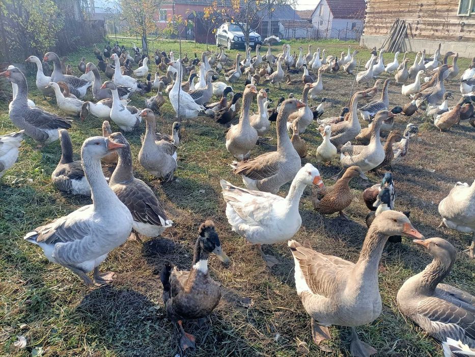 Gaste si Rate Colorate si Mute