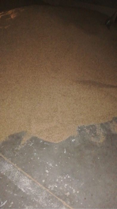 Vând porumb grau și baloti de păioase