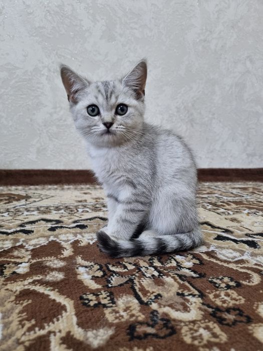 Шиншилла мушуклар сотилади