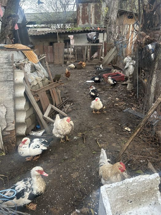 rate lesesti 7 rate si un gascan gaini de carne detalii la telefon