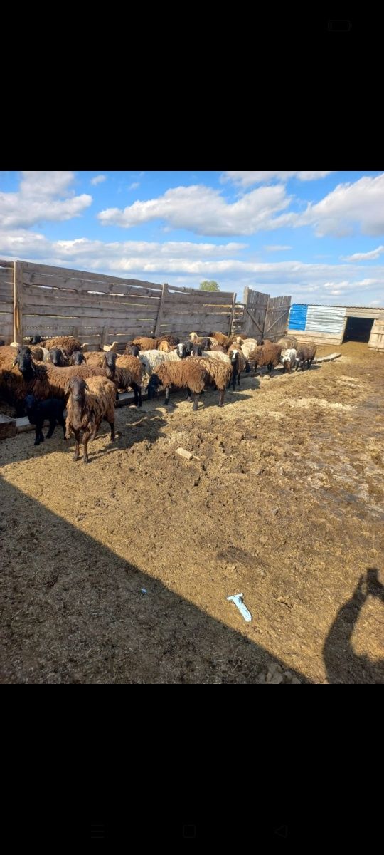 Продам овец курдючных