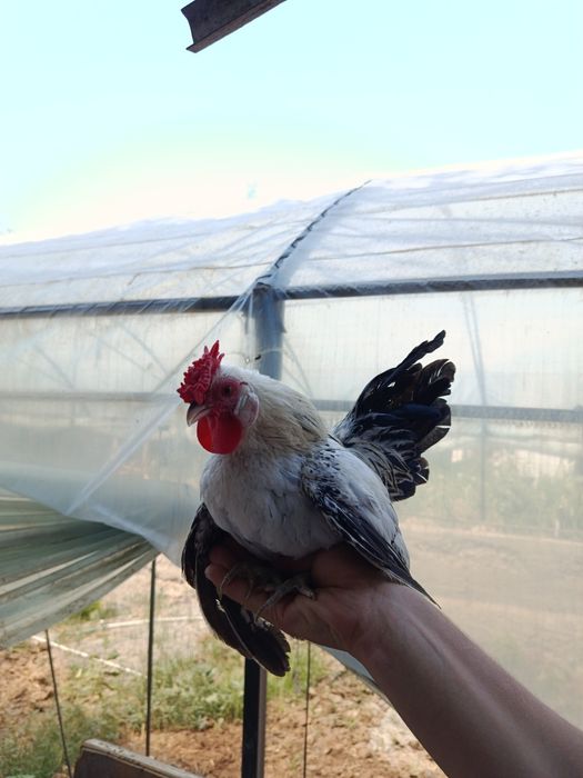 Samurayski shabo horazlari sotiladi