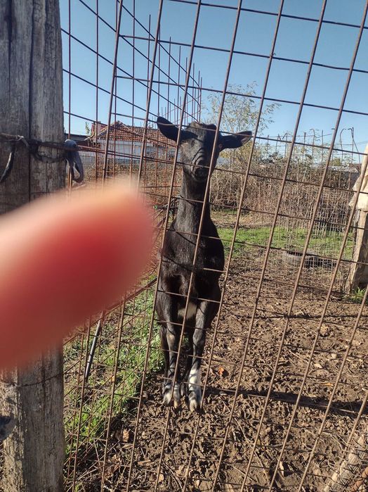 Ofer spre vânzare 2 ieduțe