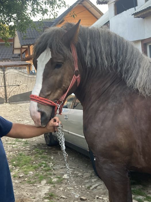 Vand harmasar de de 3pe 4ani