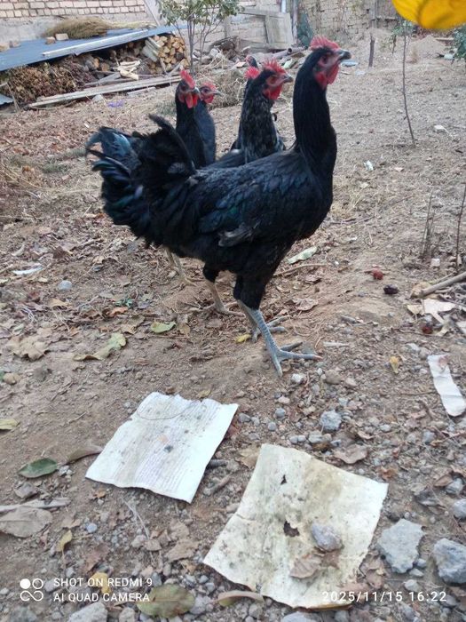 Qora Shahzoda Xo'roz