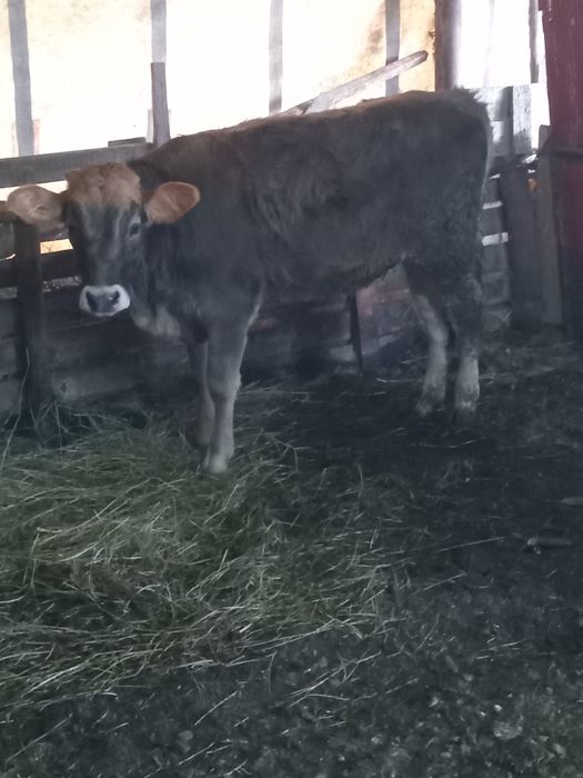 Vând doua vitele  brune