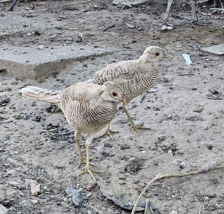 Fazani aurii pe galben