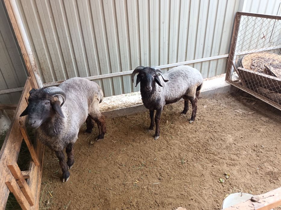 Qo'chqorlar sotiladi