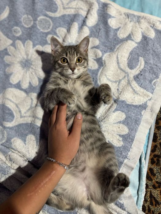 Продам котенка  связи с переездом