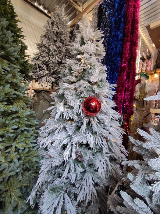 Qorli archa arzon narxlarda