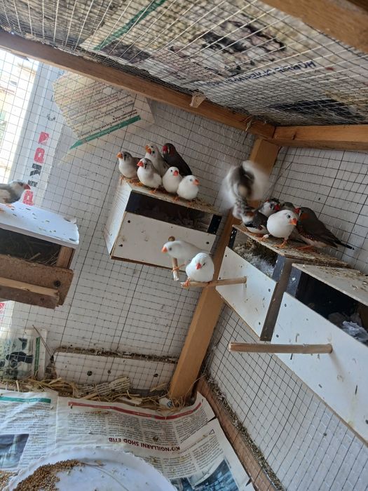 Smadinkalar sotiladi tayyor ishlab turgan paralar parasi 100 ming