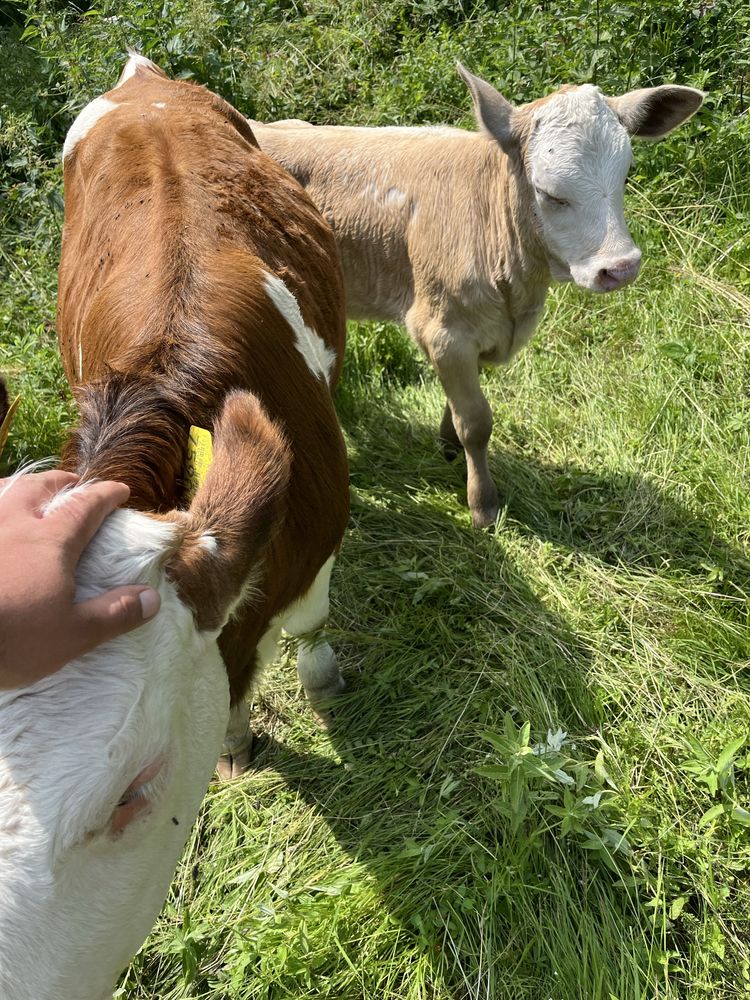 Vand 2 vitele si o vaca cu lapte