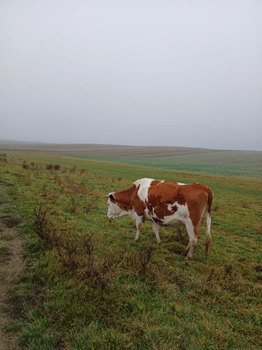 Vînd 2 vaci gestante