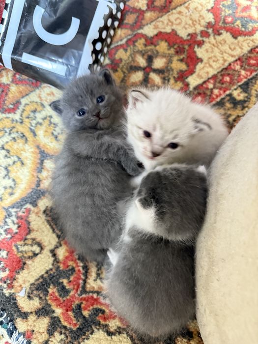 Отдам Котят на хорошие руки, 3 недели