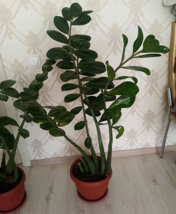 Отдам цветок бесплатно