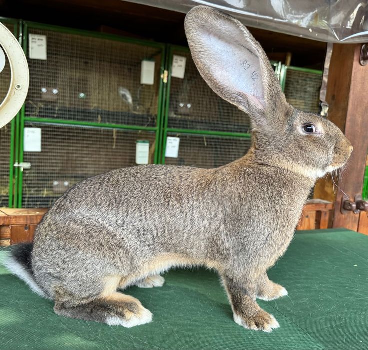 Iepuri Urias German adulti si pui