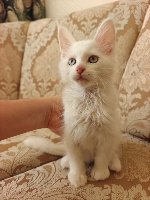 Котята Мейн-Куны