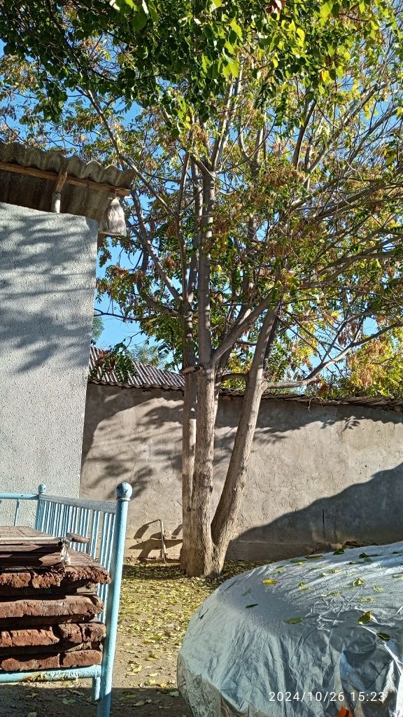 Ўтинга 3 катта дарахт сотилади
