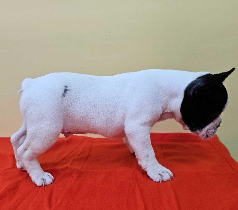 Mascul  Bulldog francez