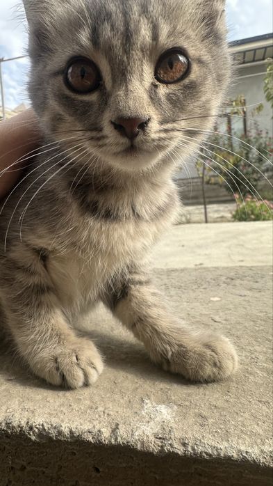 Бесплатно котята