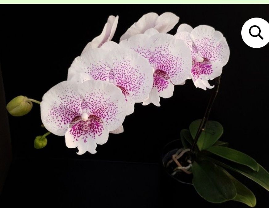 Азиатские орхидеи!!!