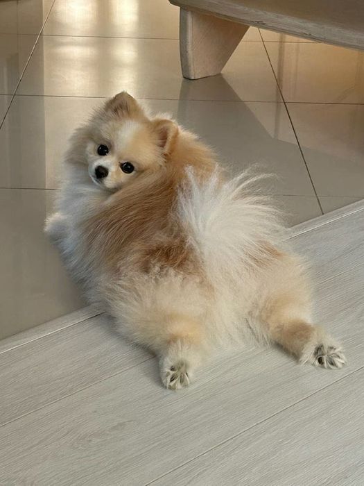 Догситтер, передержка животных