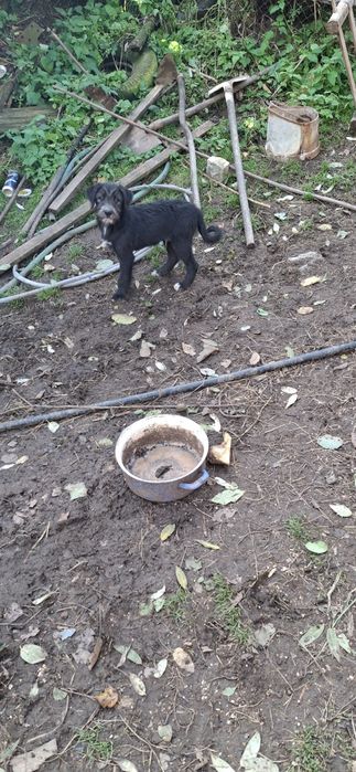 Catei negri frumoși