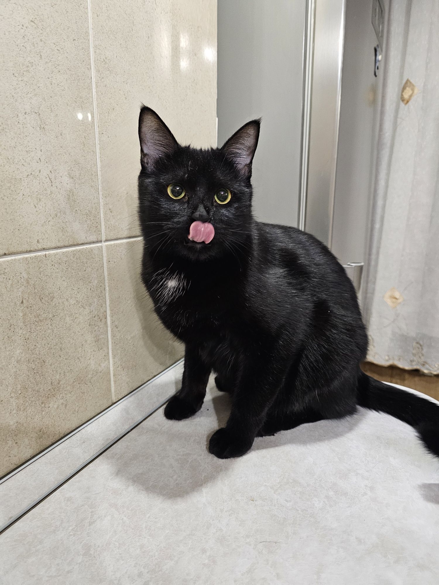 Отдам кота в добрые руки, кот ищет дом
