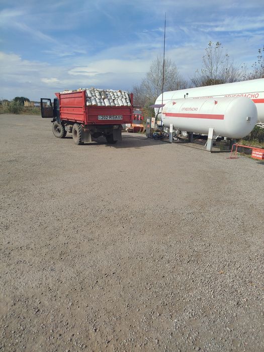 Берёза Белая, Сосна