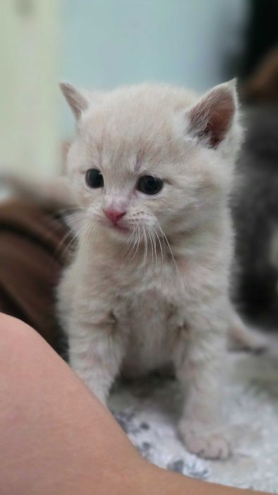 Продаются котята