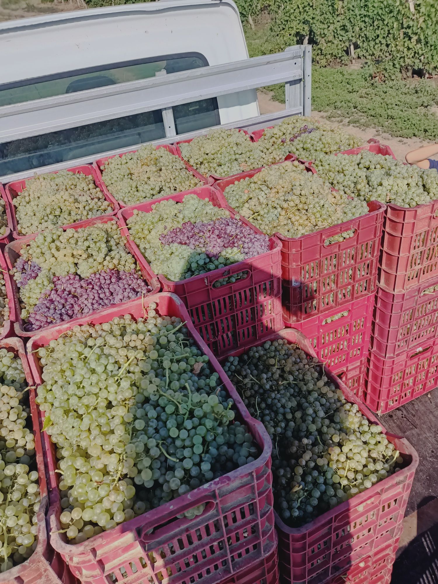 Struguri de vin diferite soiuri fetească regală resling galbena Odobeș