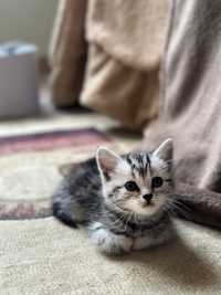 Британская короткошерстная кошка девочка 1,5 месяца. Цвет вискас
