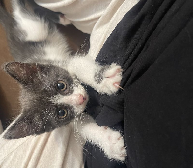 Отдам котенка в хорошие руки