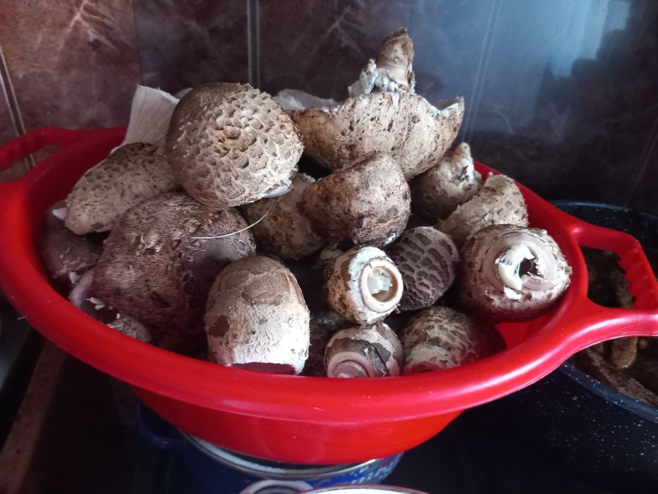 Ciuperci piciorul caprioarei
