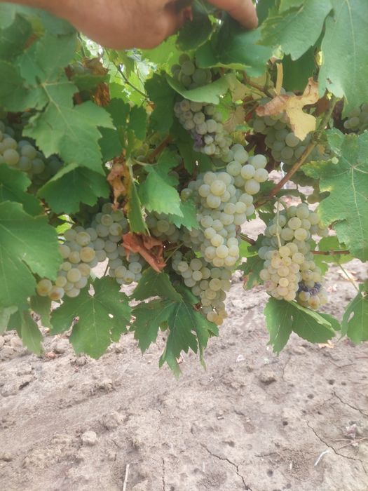 Vând struguri de vin