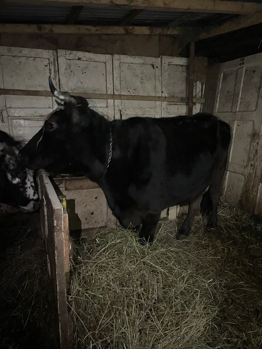 Vând două vaci, junică și gestantă.