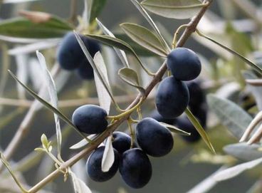 Студоустойчиви маслини Мегарон