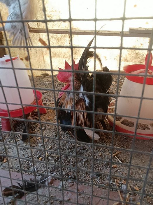 Pereche chabo și o găinușă pitica comuna