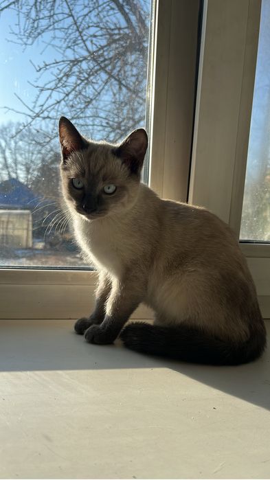 Отдам котёнка,к лотку приучен,3 месяца.