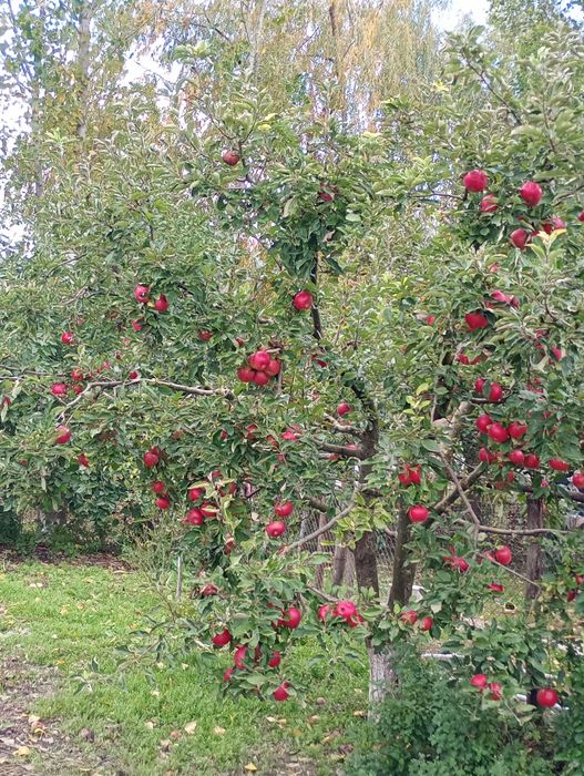 Vând mere producție proprie !