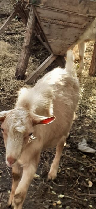 O oaie si 3 capre de rasa