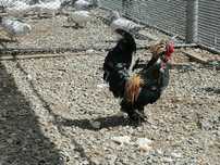 Gaini pitice struma bantam, motate, incaltate, gat golas