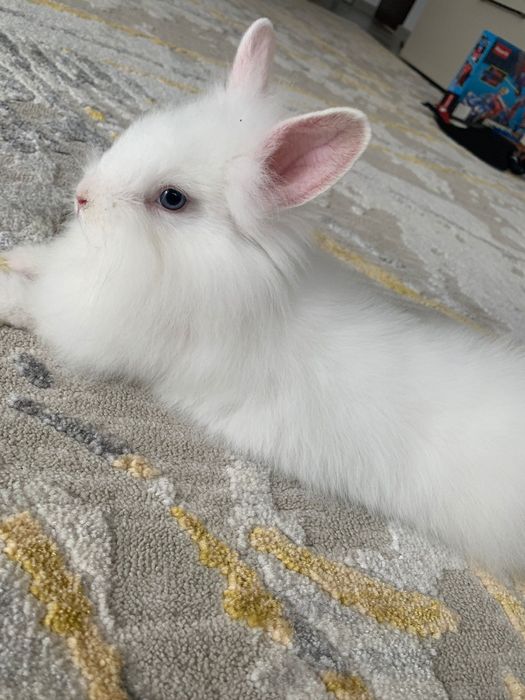 Iepuri cap de leu și pui și adulți