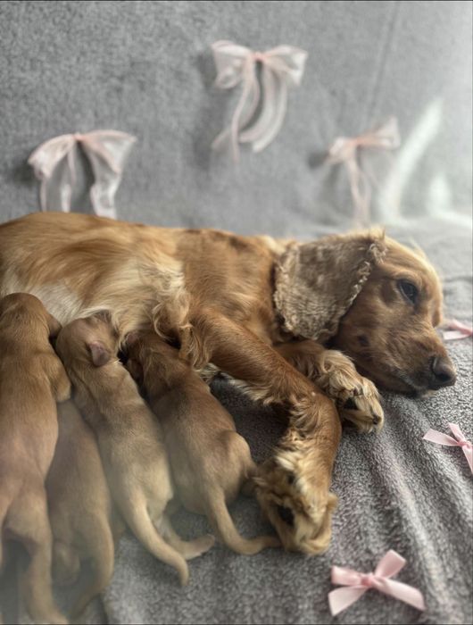 Английски кокер шпаньол