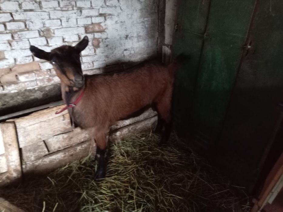 Vând capre alpine franceza